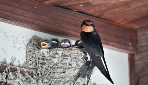 燕の季節がやってきた！｜巣作りはいいけどウンコはやめてね💓