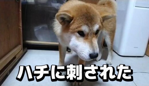 【あれこれ】バチが当たった柴犬